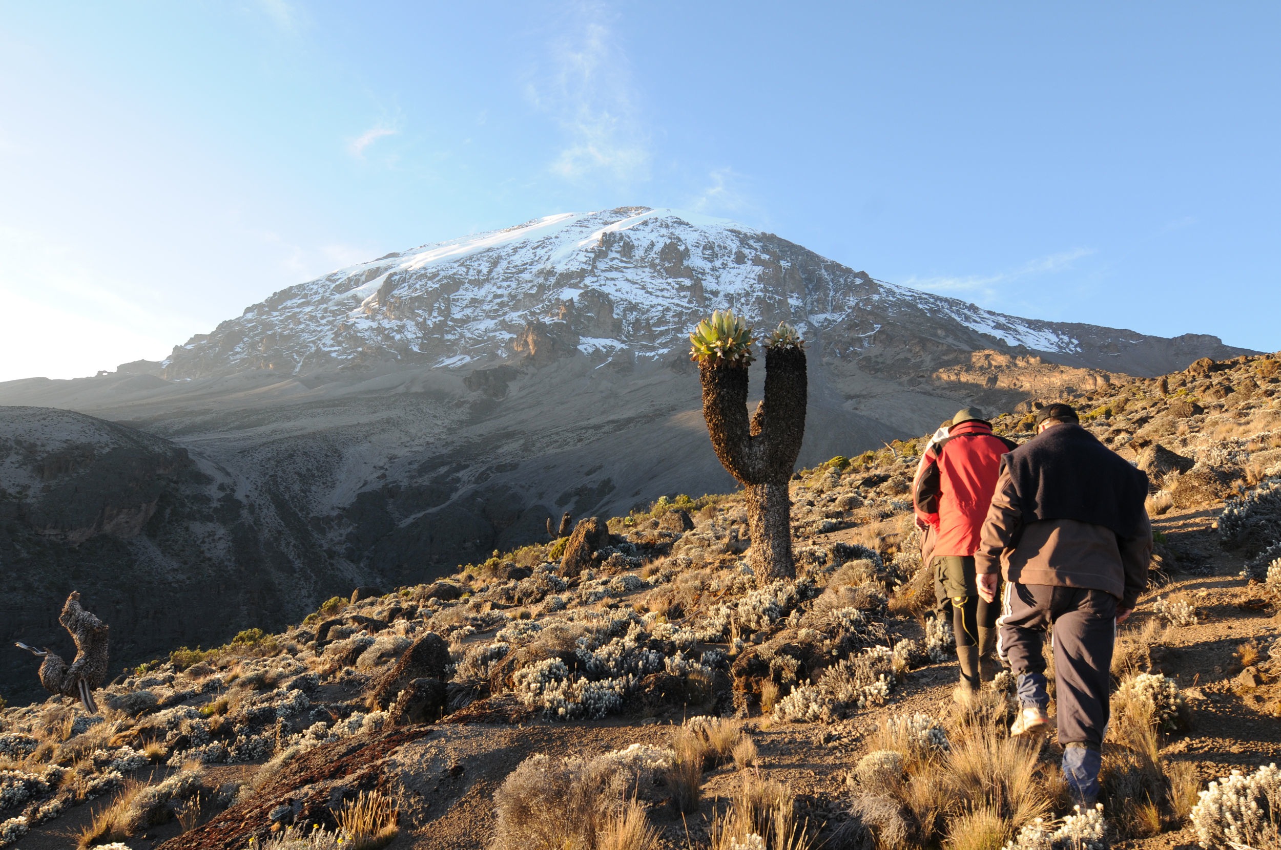 Kilimanjaro Image with clients climbing from Karanga camp